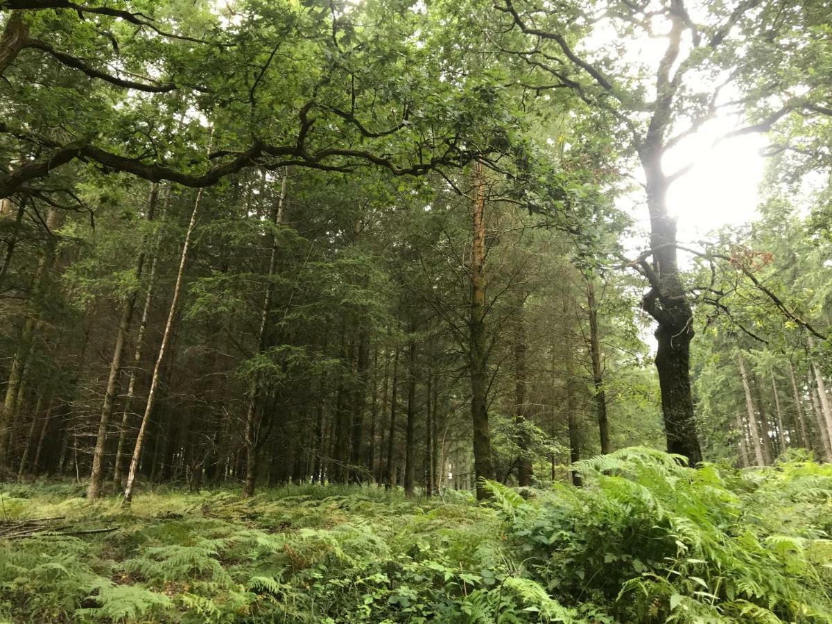 Old Co Op House -Forest Of Dean Bream Экстерьер фото