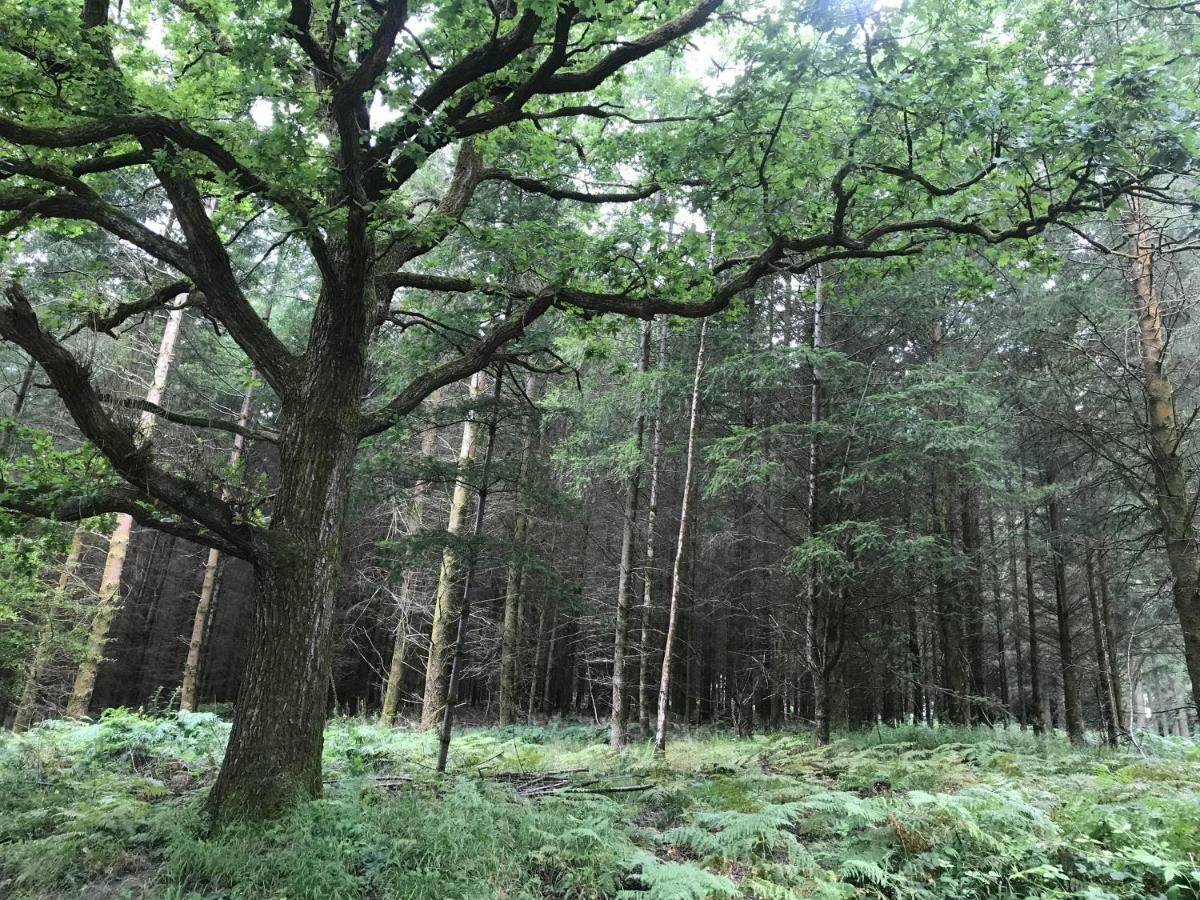 Old Co Op House -Forest Of Dean Bream Экстерьер фото