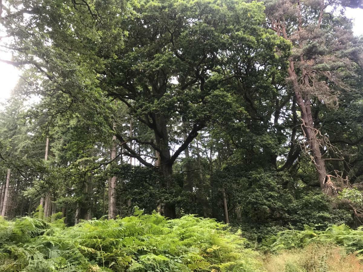 Old Co Op House -Forest Of Dean Bream Экстерьер фото